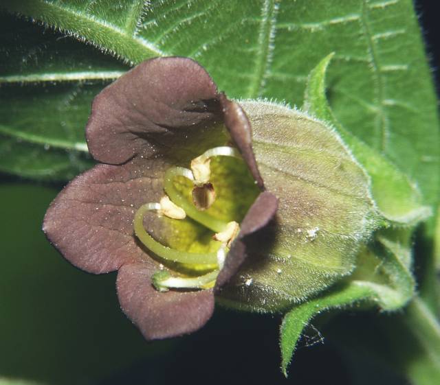 عکسهای شابیزک Atropa belladonna 10